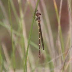 Austrolestes sp. (genus) (Ringtail damselfy) at Mongarlowe River - 14 Dec 2020 by LisaH