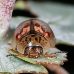 Paropsisterna m-fuscum (Eucalyptus Leaf Beetle) at Melba, ACT - 12 Dec 2020 by kasiaaus