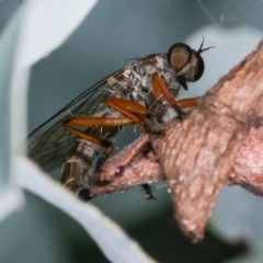 Cerdistus sp. (genus) (Yellow Slender Robber Fly) at Melba, ACT - 12 Dec 2020 by kasiaaus