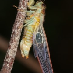 Cicadettini sp. (tribe) (Cicada) at Melba, ACT - 12 Dec 2020 by kasiaaus