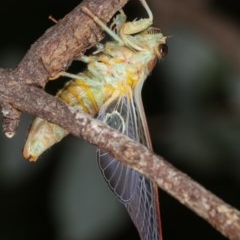 Cicadettini sp. (tribe) at Melba, ACT - 12 Dec 2020