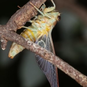 Cicadettini sp. (tribe) at Melba, ACT - 12 Dec 2020