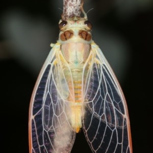 Cicadettini sp. (tribe) at Melba, ACT - 12 Dec 2020