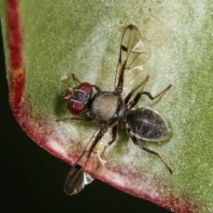 Pogonortalis doclea at Melba, ACT - 12 Dec 2020