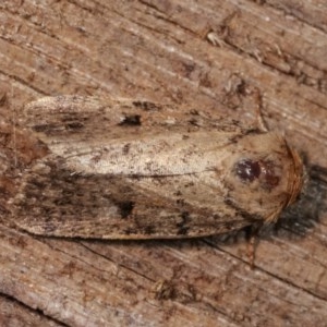 Thoracolopha melanographa at Melba, ACT - 12 Dec 2020 09:55 PM