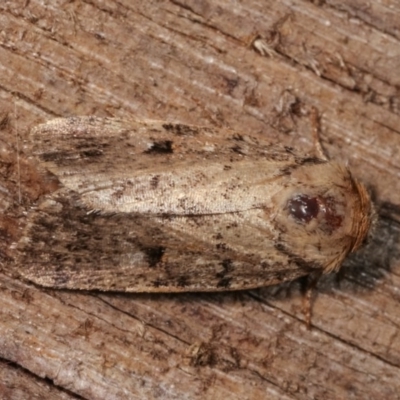 Thoracolopha melanographa (Acronictinae) at Melba, ACT - 12 Dec 2020 by kasiaaus