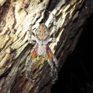 Hortophora transmarina at Kambah, ACT - 26 Dec 2020