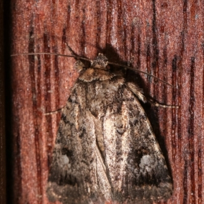 Thoracolopha verecunda (A Noctuid moth (Acronictinae)) at Melba, ACT - 12 Dec 2020 by kasiaaus