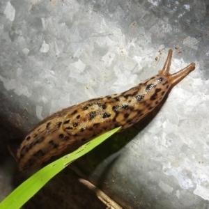 Limax maximus at Kambah, ACT - 26 Dec 2020