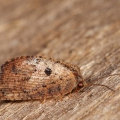 Drepanacra binocula (Notched brown lacewing) at Melba, ACT - 12 Dec 2020 by kasiaaus