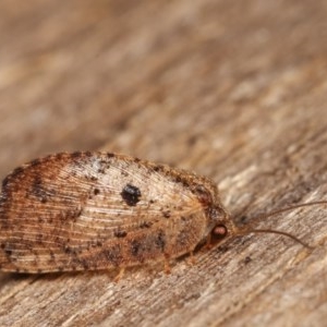 Drepanacra binocula at Melba, ACT - 12 Dec 2020