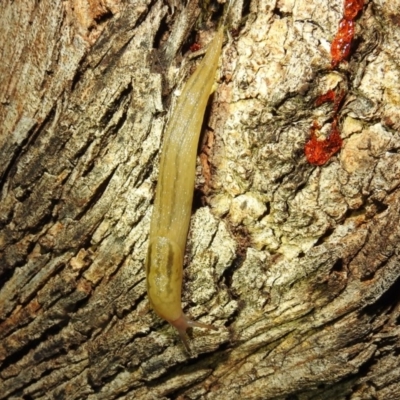 Ambigolimax sp. (valentius and waterstoni) (Striped Field Slug) at Kambah, ACT - 26 Dec 2020 by HelenCross
