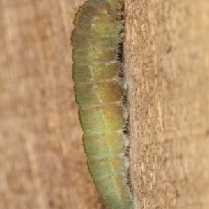 Pieris rapae at Melba, ACT - 12 Dec 2020 10:12 PM