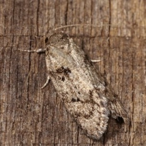 Philobota philostaura at Melba, ACT - 12 Dec 2020