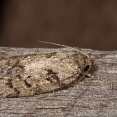 Philobota philostaura at Melba, ACT - 12 Dec 2020