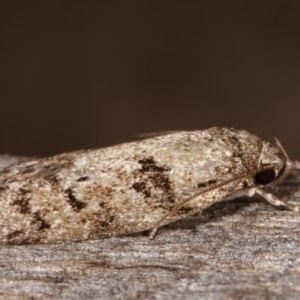 Philobota philostaura at Melba, ACT - 12 Dec 2020