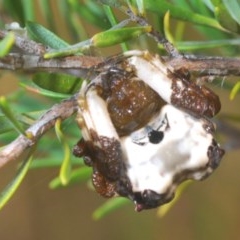 Celaenia excavata (Bird-dropping spider) at Theodore, ACT - 27 Dec 2020 by Harrisi