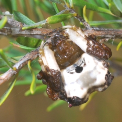 Celaenia excavata (Bird-dropping spider) at Theodore, ACT - 27 Dec 2020 by Harrisi