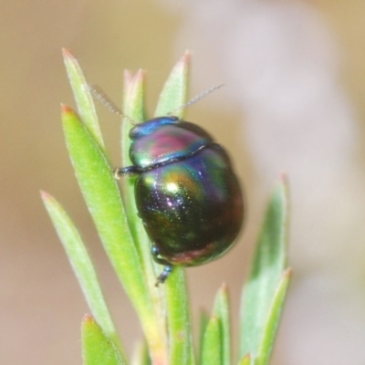 Callidemum hypochalceum (Hop-bush leaf beetle) at Tuggeranong Hill - 27 Dec 2020 by Harrisi