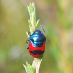 Choerocoris paganus (Ground shield bug) at Theodore, ACT - 27 Dec 2020 by Harrisi