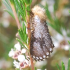 Epicoma contristis (Yellow-spotted Epicoma Moth) at Tuggeranong Hill - 27 Dec 2020 by Harrisi