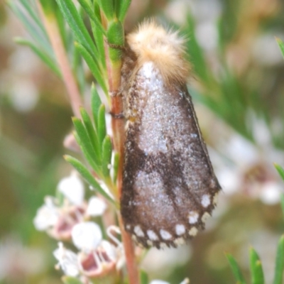 Epicoma contristis (Yellow-spotted Epicoma Moth) at Tuggeranong Hill - 27 Dec 2020 by Harrisi