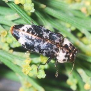 Hypocisseis suturalis at Theodore, ACT - 26 Dec 2020