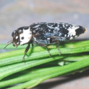 Hypocisseis suturalis at Theodore, ACT - 26 Dec 2020