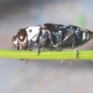 Hypocisseis suturalis at Theodore, ACT - 26 Dec 2020