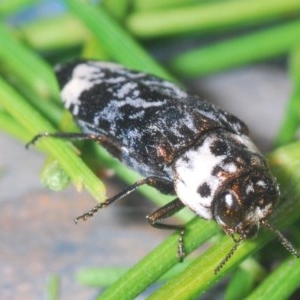 Hypocisseis suturalis at Theodore, ACT - 26 Dec 2020