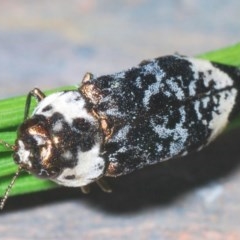 Hypocisseis suturalis at Theodore, ACT - 26 Dec 2020