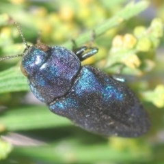 Diphucrania aurocyanea at Theodore, ACT - 26 Dec 2020