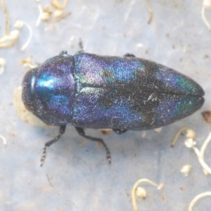 Diphucrania aurocyanea at Theodore, ACT - 26 Dec 2020