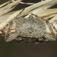 Dolophones sp. (genus) (Wrap-around spider) at Acton, ACT - 27 Dec 2020 by TimL