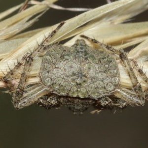 Dolophones sp. (genus) at Acton, ACT - 27 Dec 2020