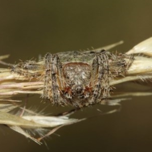 Dolophones sp. (genus) at Acton, ACT - 27 Dec 2020 11:17 AM