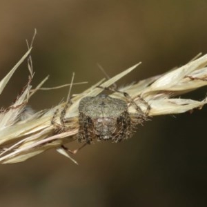 Dolophones sp. (genus) at Acton, ACT - 27 Dec 2020 11:17 AM