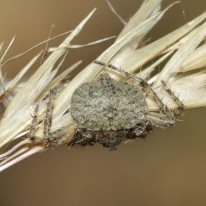 Dolophones sp. (genus) at Acton, ACT - 27 Dec 2020