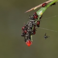 Oechalia schellenbergii (Spined Predatory Shield Bug) at Acton, ACT - 27 Dec 2020 by TimL