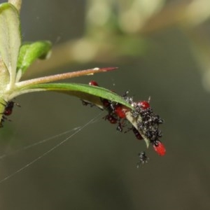 Oechalia schellenbergii at Acton, ACT - 27 Dec 2020