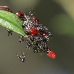 Oechalia schellenbergii at Acton, ACT - 27 Dec 2020