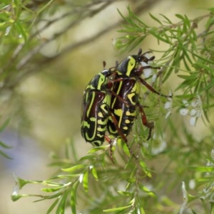 Eupoecila australasiae at Acton, ACT - 27 Dec 2020