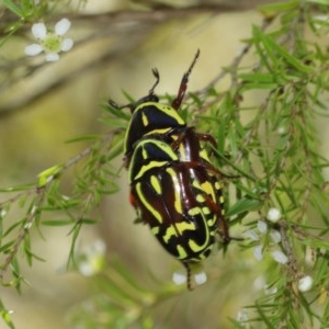 Eupoecila australasiae at Acton, ACT - 27 Dec 2020