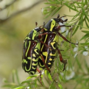 Eupoecila australasiae at Acton, ACT - 27 Dec 2020