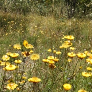 Xerochrysum viscosum at Tuggeranong DC, ACT - 27 Dec 2020