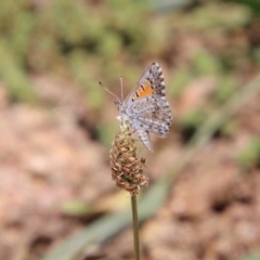 Lucia limbaria (Chequered Copper) at Hughes, ACT - 1 Dec 2020 by LisaH