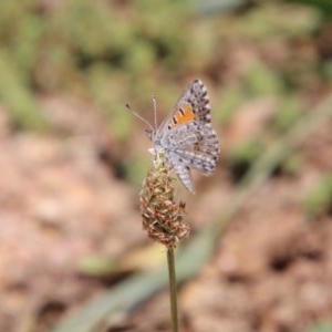 Lucia limbaria at Hughes, ACT - 1 Dec 2020 11:24 AM