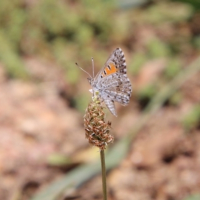 Lucia limbaria (Chequered Copper) at Hughes, ACT - 1 Dec 2020 by LisaH