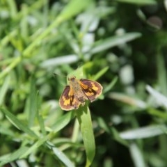 Ocybadistes walkeri (Green Grass-dart) at Red Hill Nature Reserve - 26 Dec 2020 by LisaH