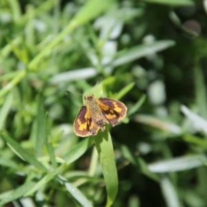 Ocybadistes walkeri at Red Hill Nature Reserve - 26 Dec 2020